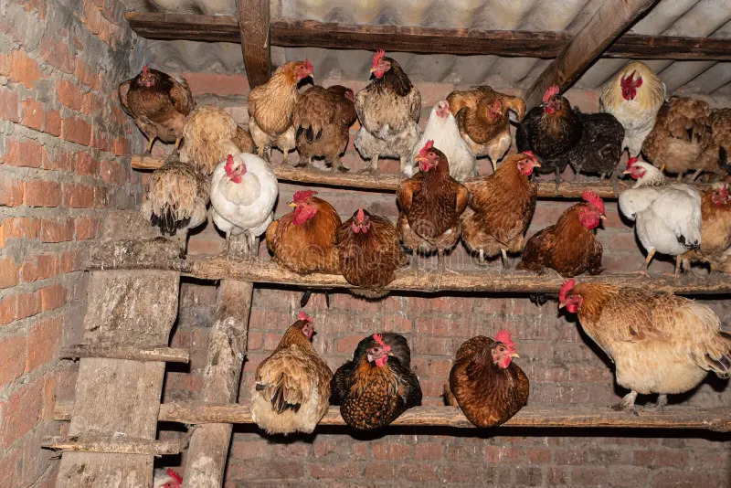 gallinas-en-la-casa-de-gallina-hogar-vida-el-pueblo-pollos-gallinero-pollo-148692726