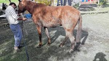 CABALLO..